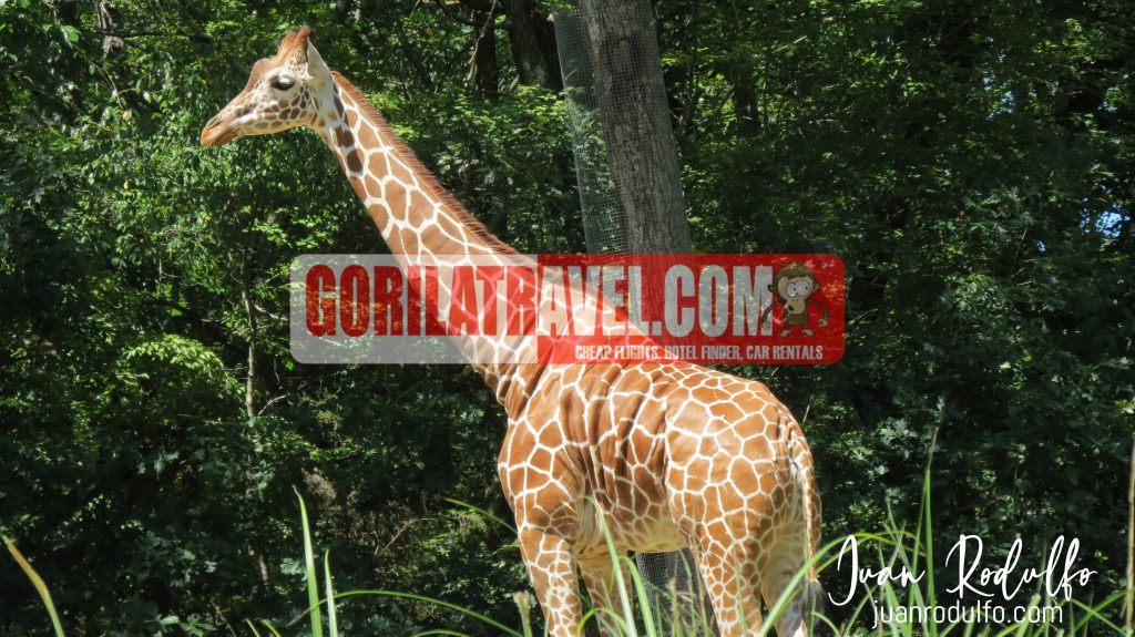 Wild life Zoo, Gorila Travel, Nature Adventures, Exotic Animals, Conservation Efforts, Animal Sanctuary, Wild life Tours, Endangered Species, Wildlife Encounters, Zoo Experience,