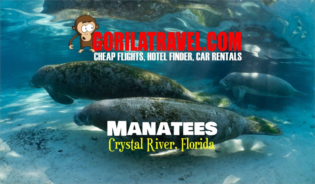 Manatees at Crystal River Florida by Gorila Travel, Manatee, Manatees, Crystal River, Springs, Kings Bay, Three Sisters Springs, Florida Waterway,